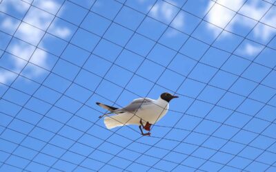 Bird Control – Complete Guide to Safe and Effective Bird Deterrents