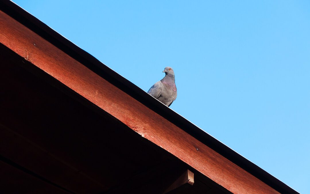 Pigeon deterrent spikes installed on a sloped residential roof.