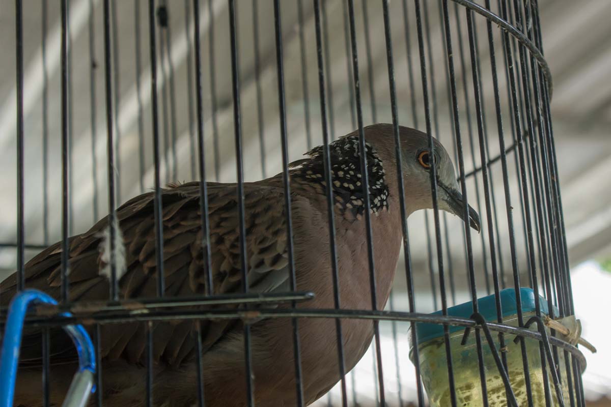 how-to-choose-the-right-bird-control-product how-to-choose-the-right-bird-control-product