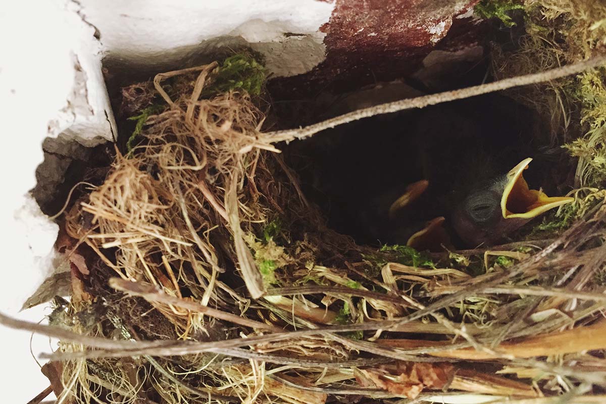 nesting-material-clogging-gutter