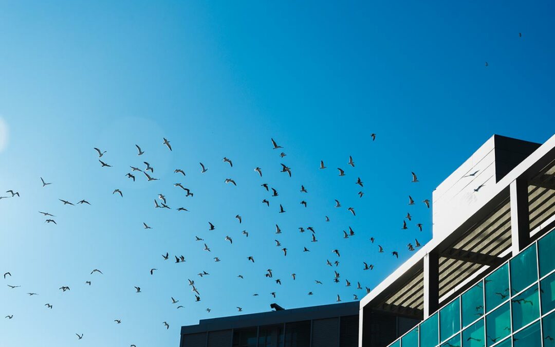 Electronic bird sound deterrent device installed on a building.