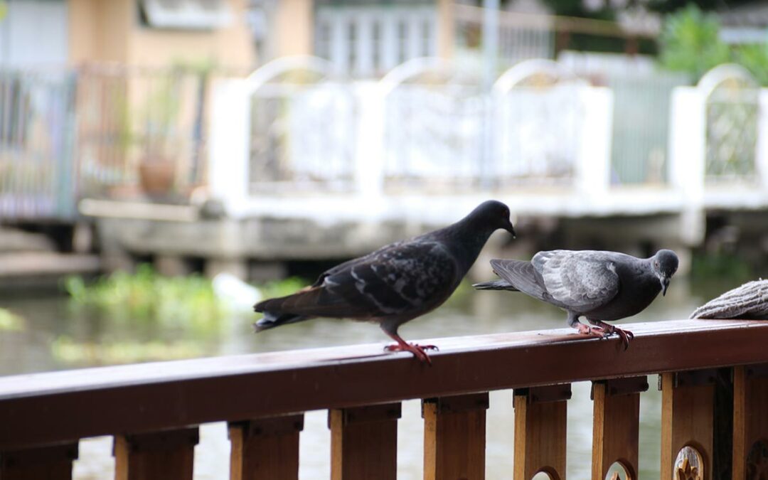 Bird netting and spikes installed on a residential balcony for pigeon control.