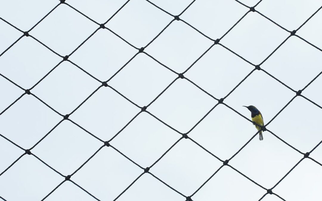 Heavy-duty pigeon net installed under a building overhang