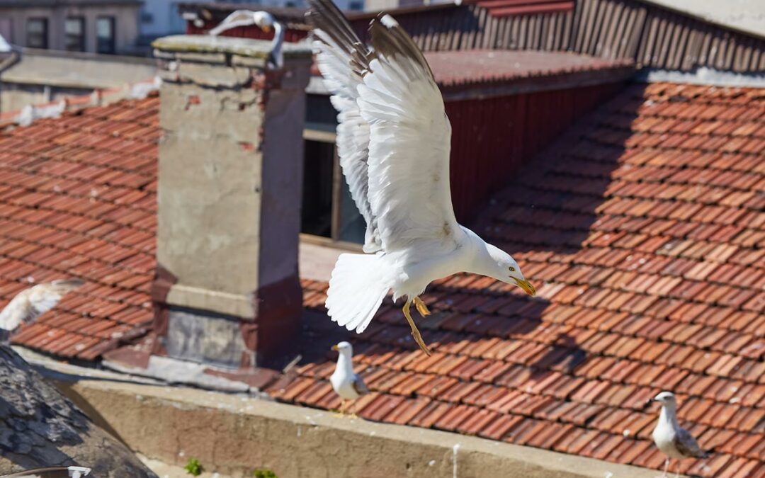 Bird spikes and ultrasonic repeller used as pigeon repellents