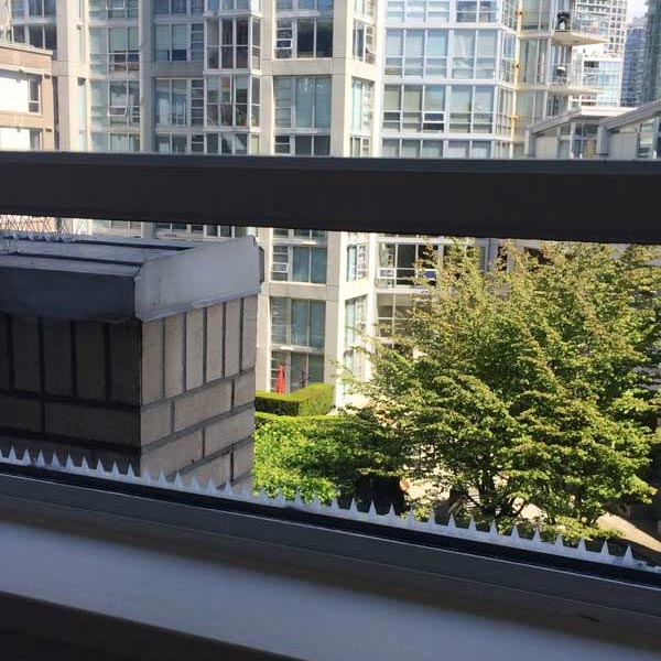 balcony-rooftop-pigeon-control