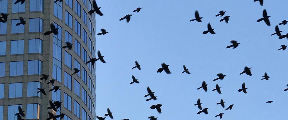 Pigeon spike installation in Burnaby Bird spikes installed on a Burnaby commercial building
