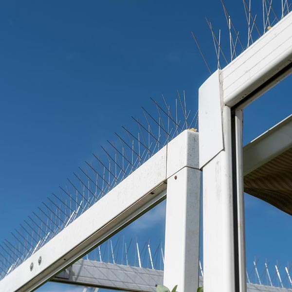 bird-spikes
