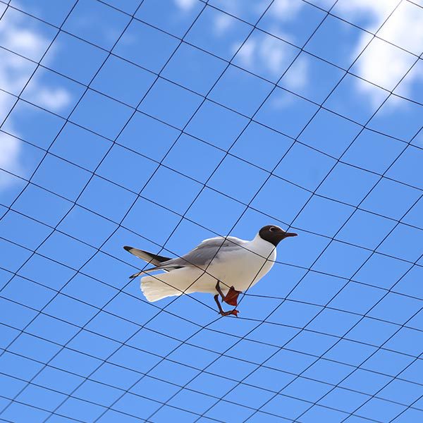 pigeon-control-netting