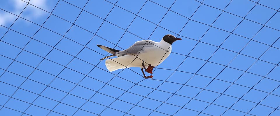 Pigeon netting installed on a warehouse in Surrey BC