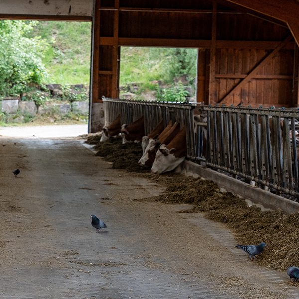Agricultural-Bird-Control