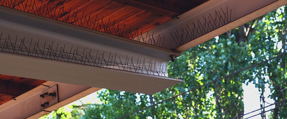 Stainless steel bird spikes on Delta commercial ledge