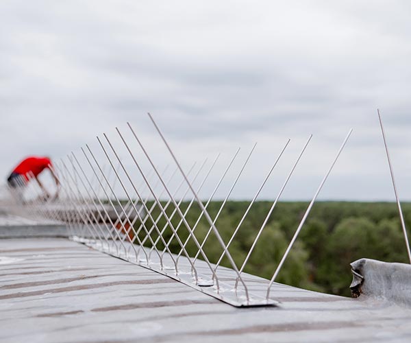 Abbotsford bird spike installation Bird spikes installed on Abbotsford warehouse rooftop
