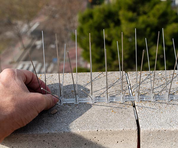 Pigeon spike installation Coquitlam Bird spikes installed on Coquitlam office building