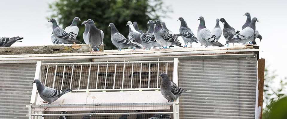 Pigeon netting installation Port Coquitlam Bird netting installed on Port Coquitlam condo balcony