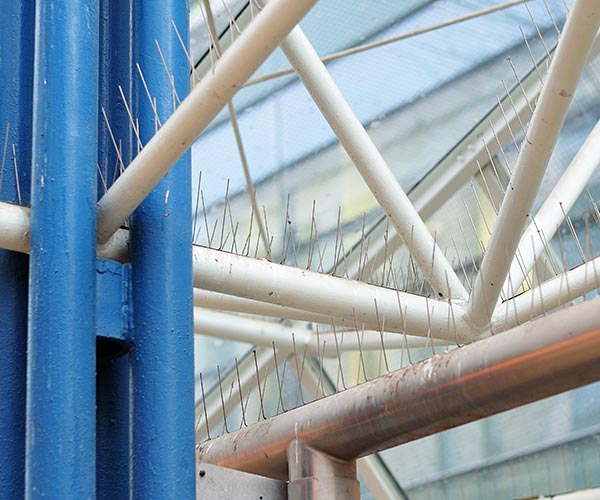 Bird spike installation Port Coquitlam Bird spikes installed on commercial building Port Coquitlam