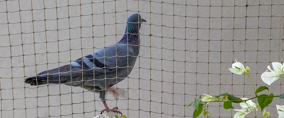 Pigeon netting Port Moody Bird netting installed at Port Moody marina