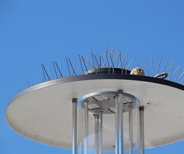 Bird spike installation Port Moody Bird spikes on Port Moody condo ledge