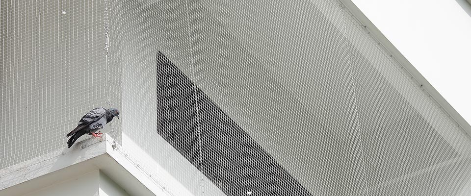 White Rock pigeon netting service Bird netting installed on oceanfront balcony in White Rock