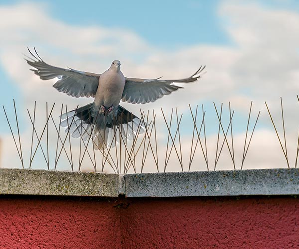 Bird spike installation White Rock Bird spikes on White Rock restaurant awning