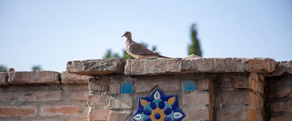Rooftop pigeon spikes installed in North Vancouver business