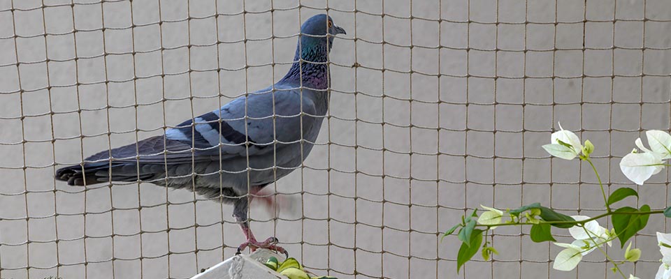 Pigeon netting applied on luxury West Vancouver rooftop