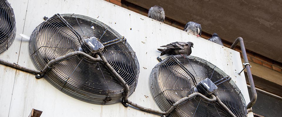 Ultrasonic pigeon repeller used in South Surrey garden