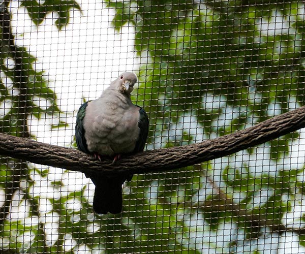 Bird netting on apartment balcony in Mission