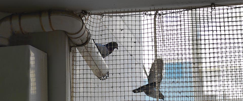 Bird netting on apartment balcony in Newton BC