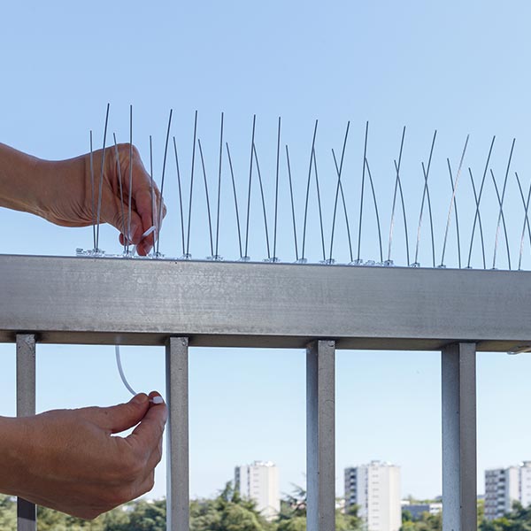 Stainless steel bird spikes installed on ledge in Tsawwassen