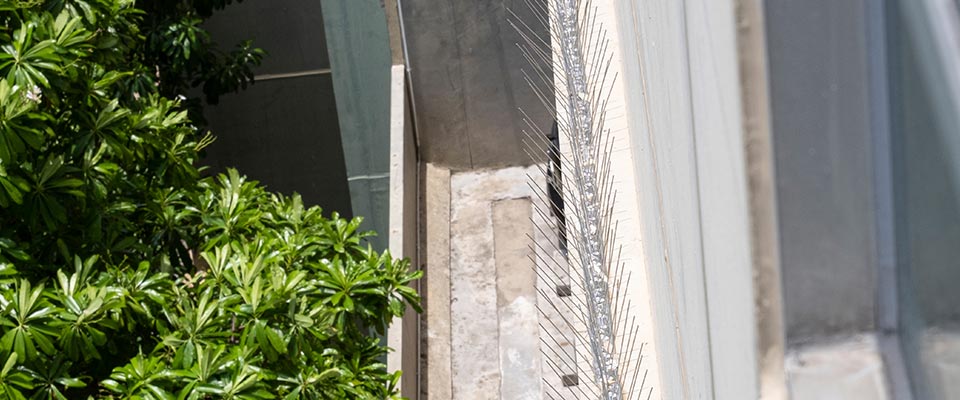 Bird spike installation on a home ledge in Ladner
