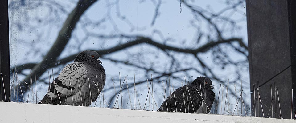 Pigeon deterrents on Tsawwassen condo balcony