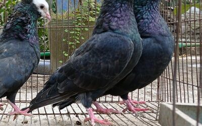 Boca Raton pigeon problem is a mess