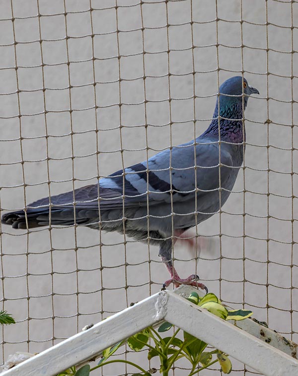 Bird netting installed in barn in Lethbridge