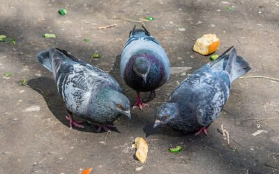 In Defense of Pigeons