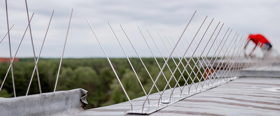 Bird spikes installed on Edmonton commercial building rooftop
