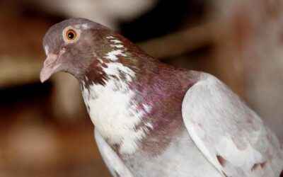METRO’S PIGEON CLEANUP BRINGS ANOTHER FINE MESS