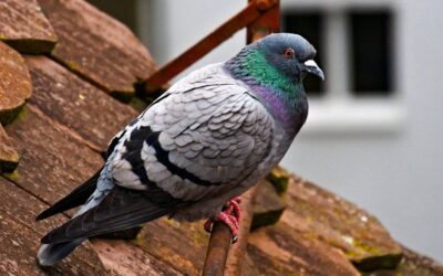 Killing these creatures is not the best solution