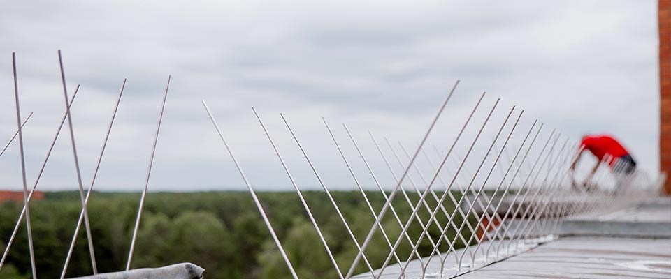Commercial bird control system installed on a building rooftop