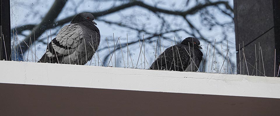 Bird deterrents installed along the roofline of a home