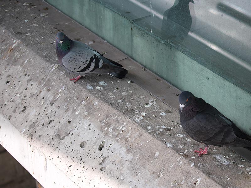 Small deposits of pigeon droppings on a concrete balcony floor
